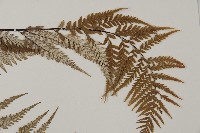 粉葉蕨藏品圖，第4張