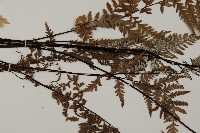 粉葉蕨藏品圖，第5張