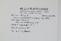 日本金粉蕨藏品圖，第2張