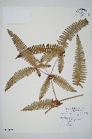 大羽芒萁藏品圖，第1張