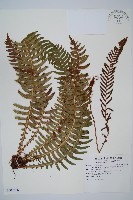 韓氏羅曼蕨藏品圖，第1張