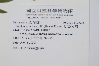 韓氏羅曼蕨藏品圖，第2張