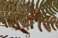 韓氏羅曼蕨藏品圖，第4張