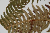 韓氏羅曼蕨藏品圖，第5張