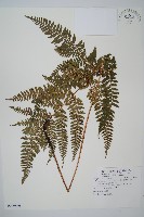 臺灣鱗毛蕨藏品圖，第1張