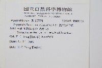 臺灣鱗毛蕨藏品圖，第2張