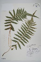 斜葉金星蕨藏品圖，第1張