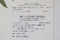 斜葉金星蕨藏品圖，第2張