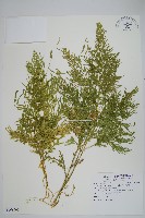 密葉卷柏藏品圖，第1張