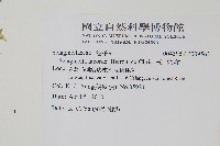 玉山卷柏藏品圖，第2張