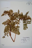 阿里山鱗毛蕨藏品圖，第1張