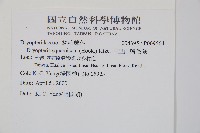 阿里山鱗毛蕨藏品圖，第2張