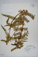 毛囊紫柄蕨藏品圖，第1張