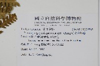 毛囊紫柄蕨藏品圖，第2張