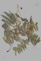 德氏雙蓋蕨藏品圖，第1張