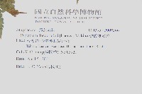 德氏雙蓋蕨藏品圖，第2張