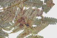 德氏雙蓋蕨藏品圖，第3張