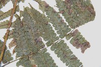 德氏雙蓋蕨藏品圖，第4張