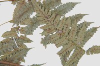 德氏雙蓋蕨藏品圖，第5張