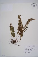 紅苞蹄蓋蕨藏品圖，第1張