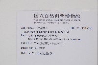 紅苞蹄蓋蕨藏品圖，第2張