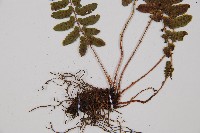 紅苞蹄蓋蕨藏品圖，第3張