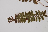 紅苞蹄蓋蕨藏品圖，第4張