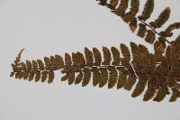 紅苞蹄蓋蕨藏品圖，第5張