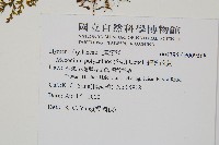 細葉蕗蕨藏品圖，第2張