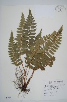 鞭葉耳蕨藏品圖，第1張