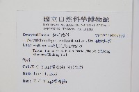 鞭葉耳蕨藏品圖，第2張