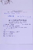 尖葉鐵角蕨藏品圖，第2張