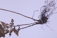 尖葉鐵角蕨藏品圖，第3張