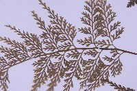 尖葉鐵角蕨藏品圖，第4張