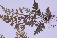 尖葉鐵角蕨藏品圖，第5張