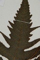 三叉蕨藏品圖，第4張