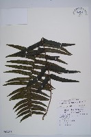 虎克氏鱗蓋蕨藏品圖，第1張