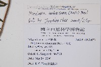 虎克氏鱗蓋蕨藏品圖，第2張