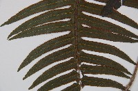 虎克氏鱗蓋蕨藏品圖，第3張