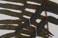 虎克氏鱗蓋蕨藏品圖，第4張