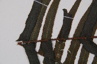 虎克氏鱗蓋蕨藏品圖，第5張