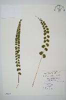 圓葉陵齒蕨藏品圖，第1張