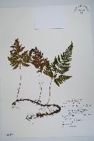 鱗葉陰石蕨藏品圖，第1張