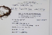 鱗葉陰石蕨藏品圖，第2張