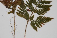 鱗葉陰石蕨藏品圖，第3張