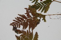 鱗葉陰石蕨藏品圖，第5張