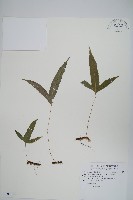 三葉茀蕨藏品圖，第1張