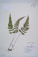 假蹄蓋蕨、東洋蹄蓋蕨藏品圖，第1張