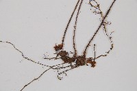 假蹄蓋蕨、東洋蹄蓋蕨藏品圖，第3張