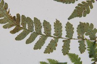 假蹄蓋蕨、東洋蹄蓋蕨藏品圖，第4張